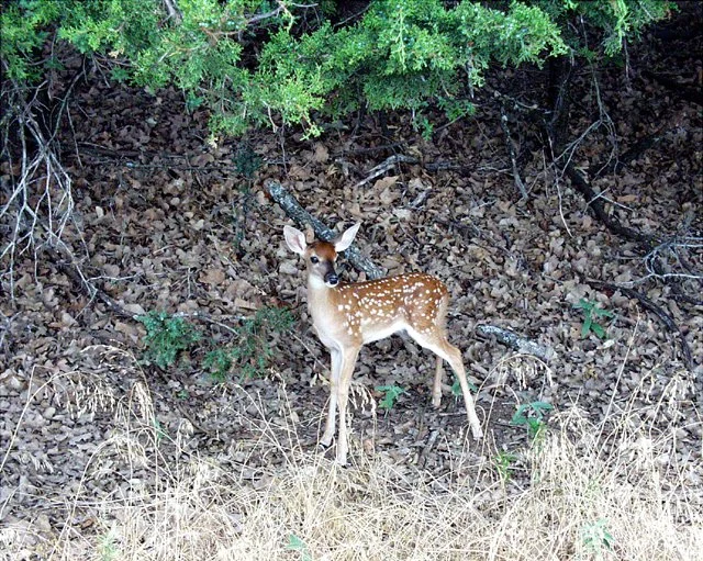 2001 Fossil Rim-034.jpg
