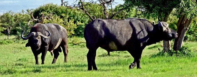 2020 Cape Buffalo-001