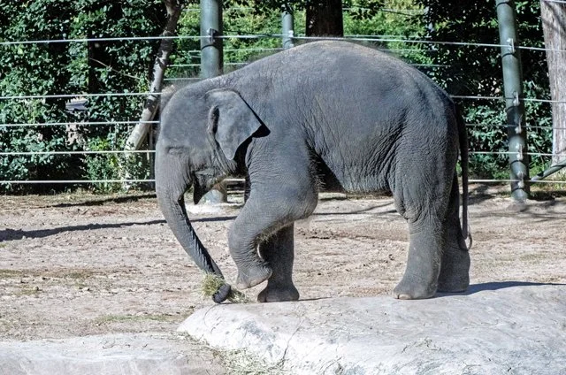 FW Zoo-028.jpg