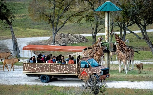 Fossil Rim-210