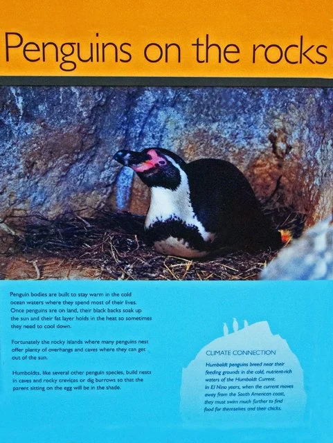 Penguins-022.jpg