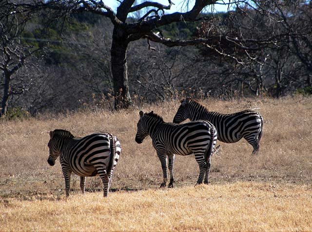 2003 Fossil Rim-186.jpg