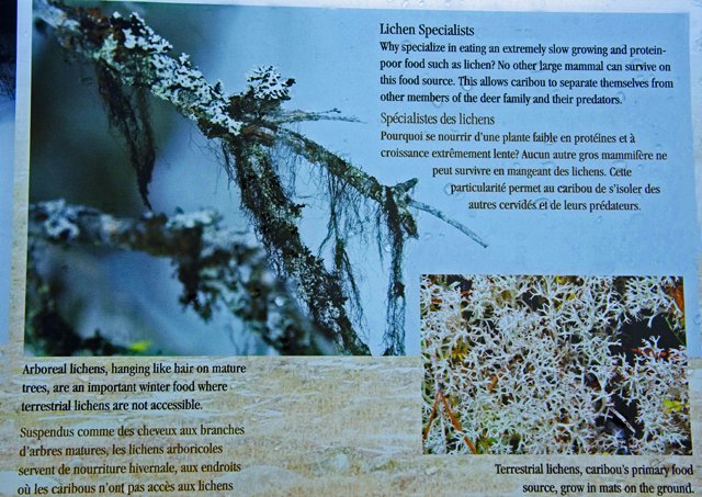 2011 Medicine Lk-060