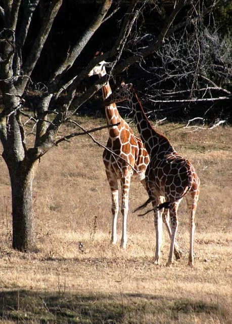 2003 Fossil Rim-174.jpg