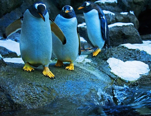 Penguins-153.jpg