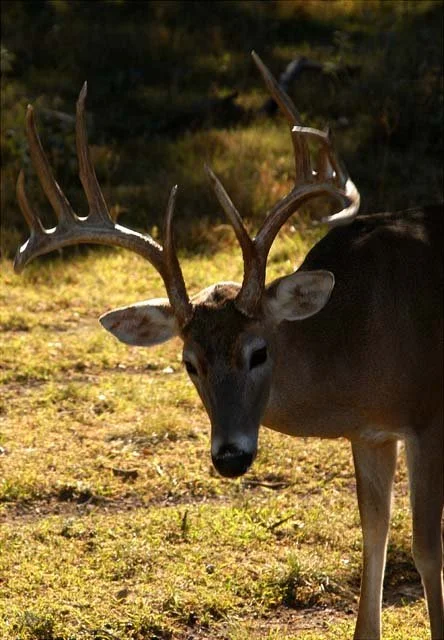 2003 Fossil Rim-135.JPG