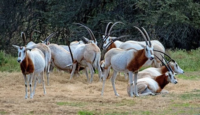Fossil Rim-280