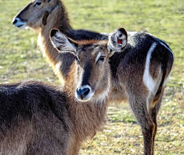 Fossil Rim-080