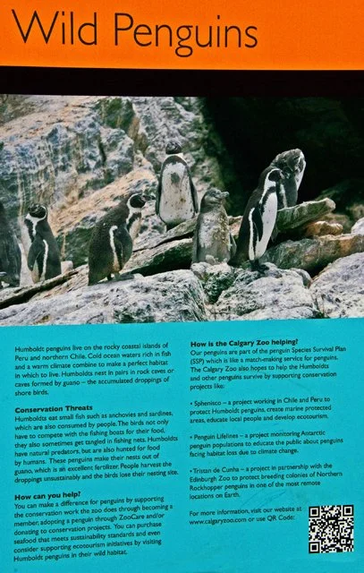 2012 Penguin Plunge-020