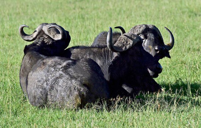 2020 Cape Buffalo-022