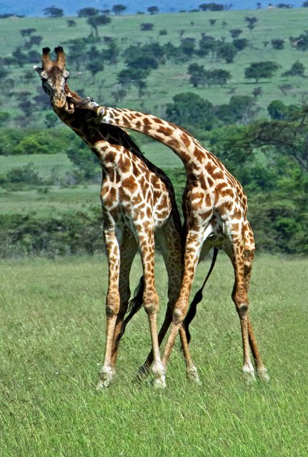 Giraffe-050