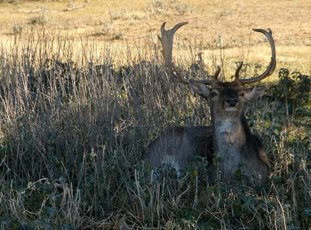 2003 Fossil Rim-172.jpg