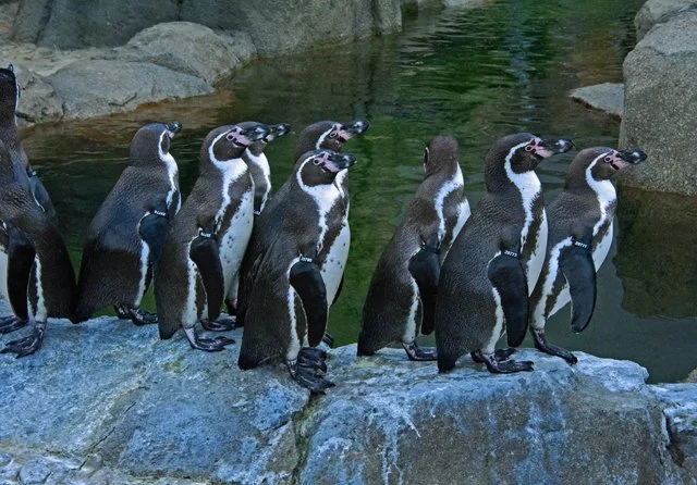 2012 Penguin Plunge-220