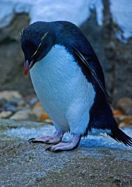 2012 Penguin Plunge-100