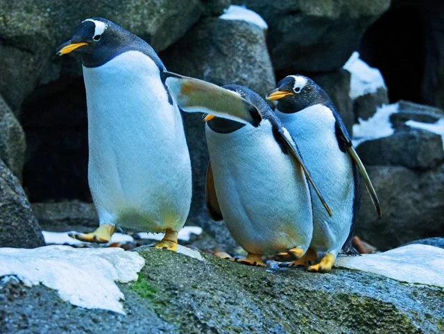 Penguins-148.jpg