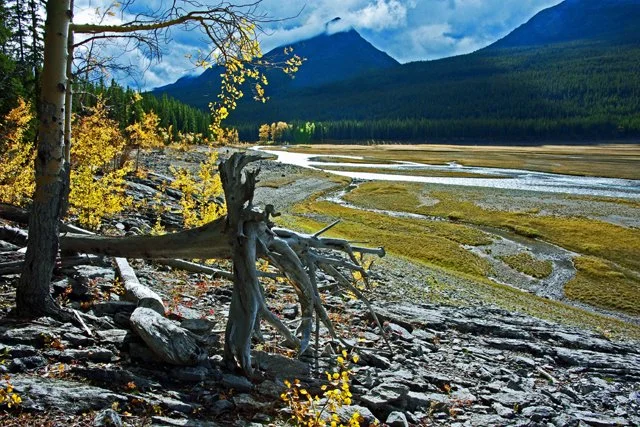 2011 Medicine Lk-110