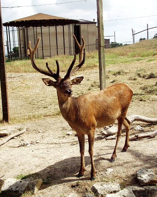 2001 Fossil Rim-066.jpg