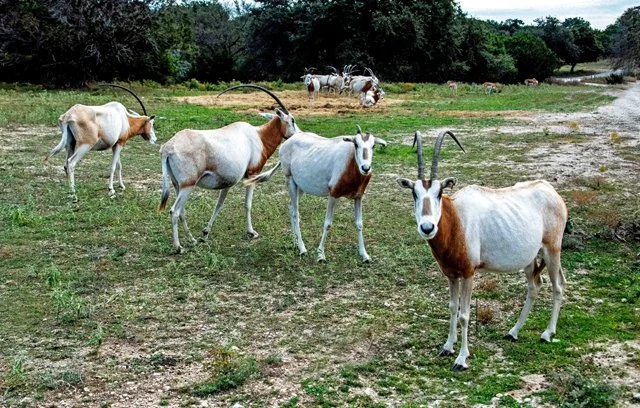 Fossil Rim-277.jpg