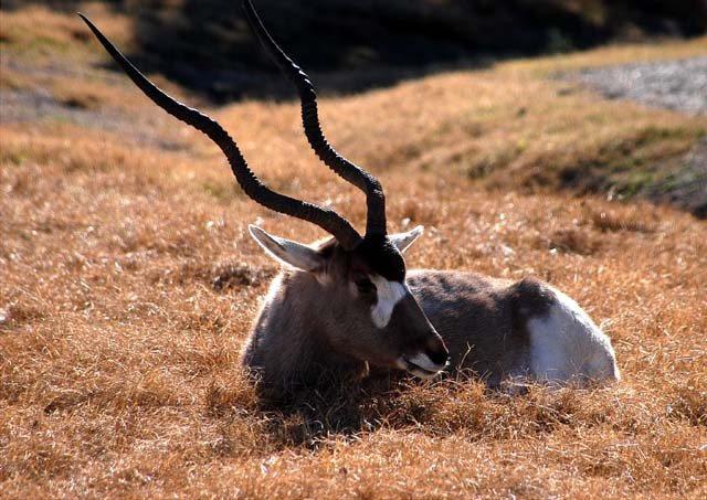 2003 Fossil Rim-169.jpg