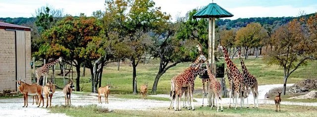 Fossil Rim-212.jpg
