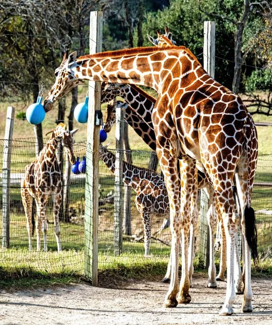 Fossil Rim-162.jpg