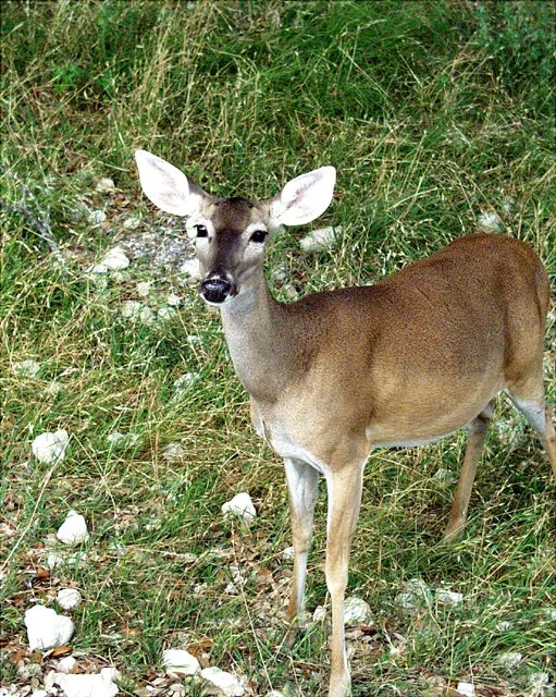 2001 Fossil Rim-035.jpg