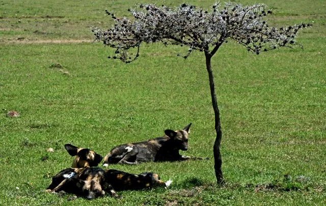 Wild Spotted Dogs-001