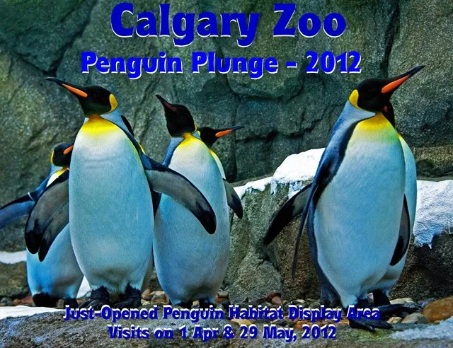 2012 Penguin Plunge-001