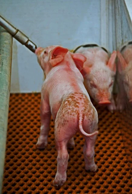 2011 Ag Displays-020