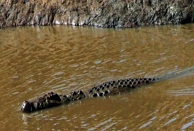 Reptiles, Ostrich-028