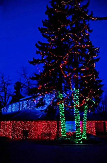 Zoolights-116.jpg