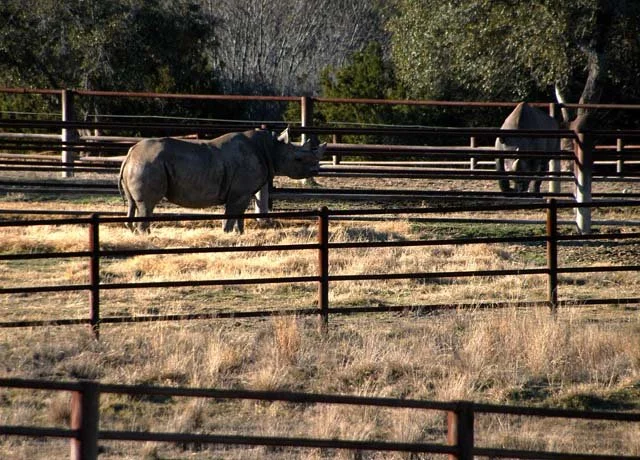 2003 Fossil Rim-026.JPG