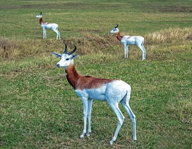 Fossil Rim-282.jpg