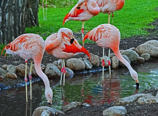 2012 Calgary Spring-210