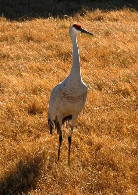 2003 Fossil Rim-127.JPG