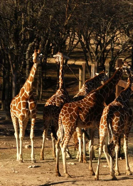 2003 Fossil Rim-068.jpg