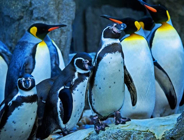 2012 Penguin Plunge-180