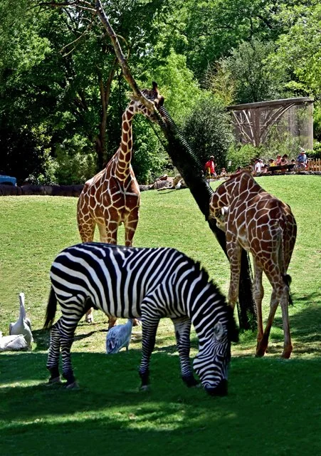 FW Zoo-070