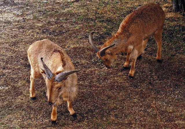Fossil Rim-106.jpg