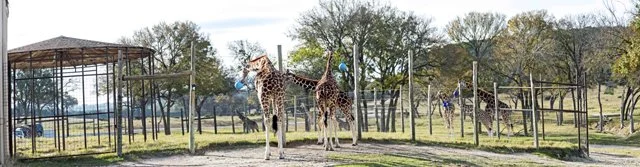 Fossil Rim-159.jpg