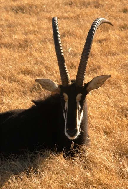 2003 Fossil Rim-124.JPG