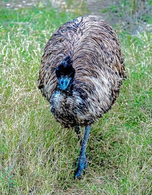 Fossil Rim-296.jpg