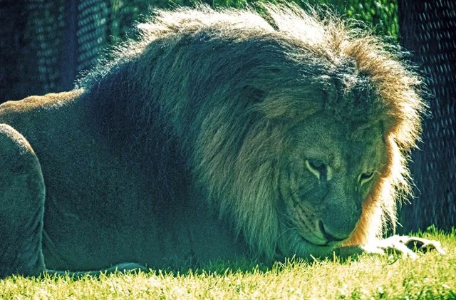 FW Zoo-101.jpg