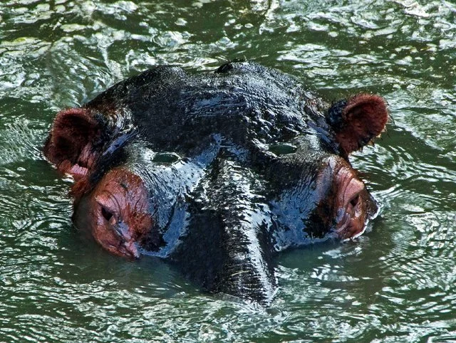 Hippos-016