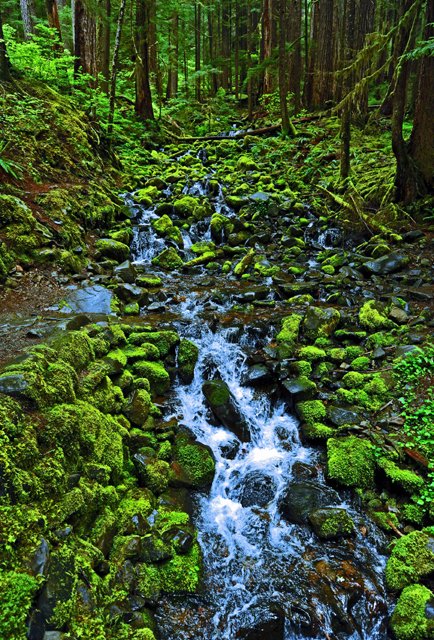 Sol Duc-072.jpg