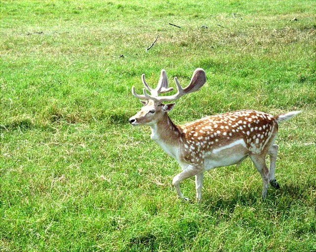 2001 Fossil Rim-037.jpg