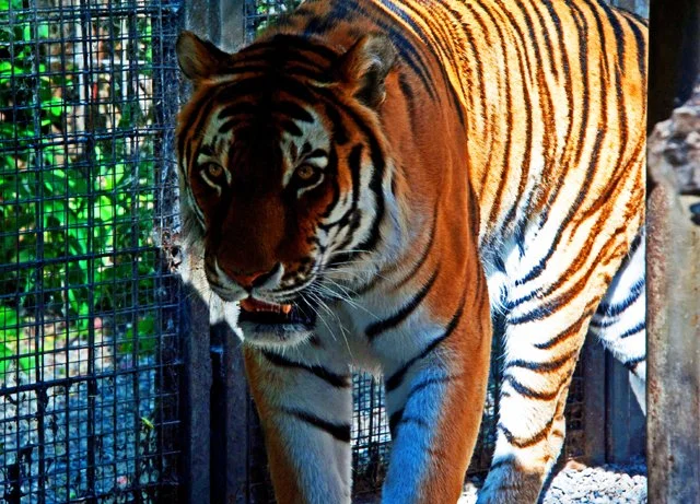 2011 Calgary Zoo-020