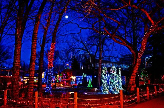 Zoolights-124.jpg