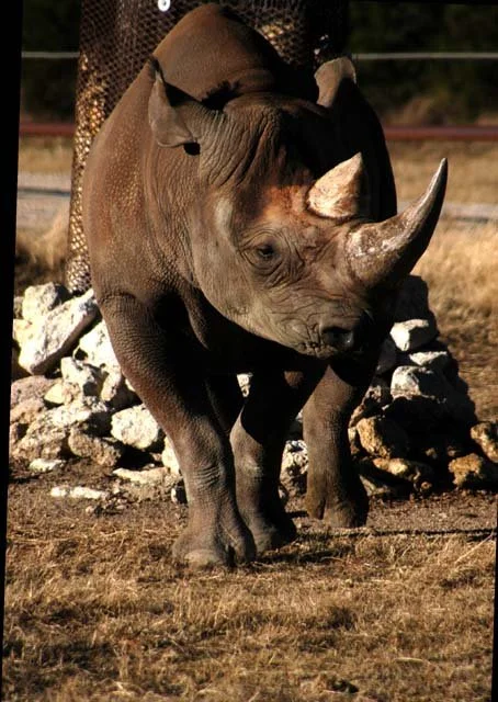 2003 Fossil Rim-033.JPG