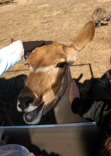 2003 Fossil Rim-115.JPG